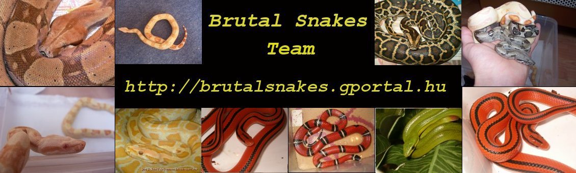 Brutal Snakes Team